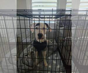 Mutt Dogs for adoption in Claremore, OK, USA