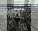 Milo - Male Mutt Dog for Adoption - Small photo