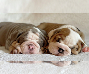 English Bulldog Puppy for sale in BROWNSVILLE, TX, USA