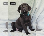 Small #2 Cane Corso
