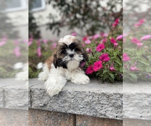 Shih Tzu Puppy for sale in CANOGA, NY, USA