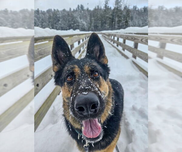 Medium Photo #11 German Shepherd Dog Puppy For Sale in Gloversville, NY, USA