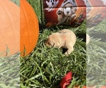 Small #9 Labrador Retriever