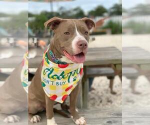 American Pit Bull Terrier-Unknown Mix Dogs for adoption in Spring Lake, NJ, USA