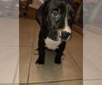 Small #3 Boxer-Great Dane Mix