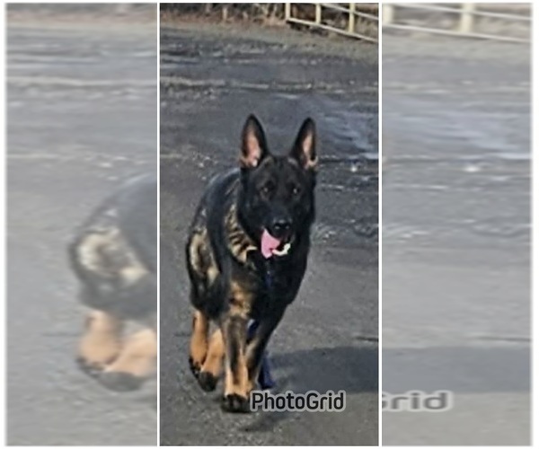 Medium Photo #1 German Shepherd Dog Puppy For Sale in MOSCOW, ID, USA