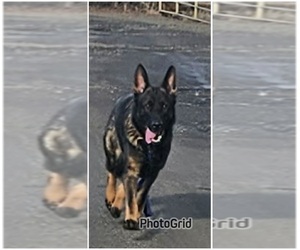 Father of the German Shepherd Dog puppies born on 03/14/2026