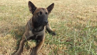 Father of the Belgian Malinois puppies born on 11/20/2016
