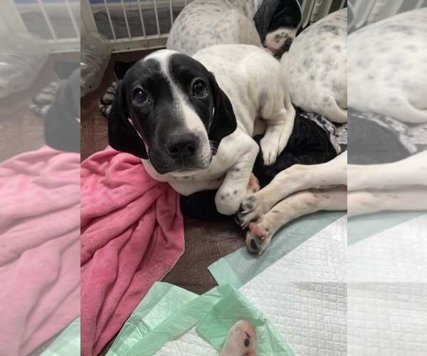 Medium Photo #2 English Setter-German Shorthaired Pointer Mix Puppy For Sale in AMESBURY, MA, USA