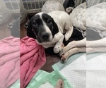 Small Photo #2 English Setter-German Shorthaired Pointer Mix Puppy For Sale in AMESBURY, MA, USA