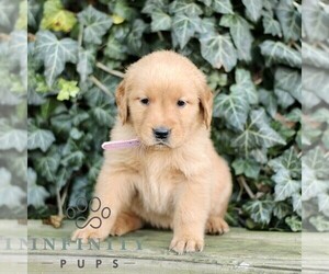 Golden Retriever Puppy for sale in NEW HOLLAND, PA, USA