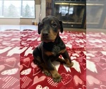 Puppy Clark Doberman Pinscher