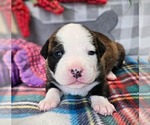 Puppy Lavender Collar Alapaha Blue Blood Bulldog