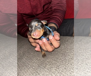 Doberman Pinscher Puppy for sale in OAK FOREST, IL, USA
