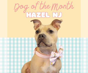 Mutt Dogs for adoption in Rockaway, NJ, USA