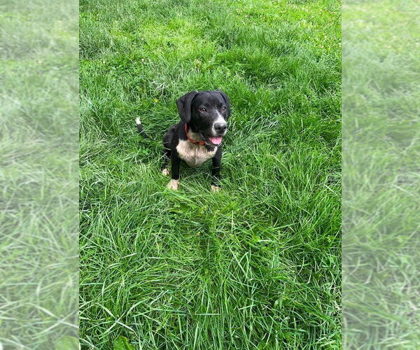 Medium Photo #7 Labbe Puppy For Sale in Osgood, IN, USA