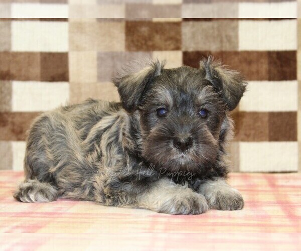 Medium Photo #2 Schnauzer (Miniature) Puppy For Sale in DENVER, PA, USA