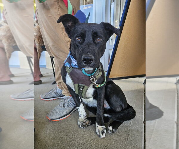Medium Photo #6 Labrador Retriever-Unknown Mix Puppy For Sale in Silver Spring, MD, USA