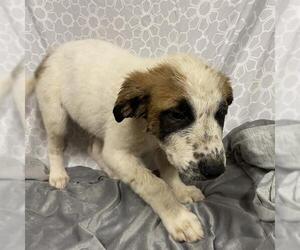 Great Pyrenees-Unknown Mix Dogs for adoption in Modesto, CA, USA