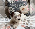 Small Photo #6 Biewer Terrier Puppy For Sale in CANBY, OR, USA