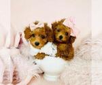 Small #27 Poodle (Toy)
