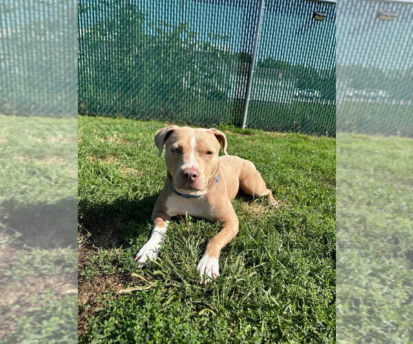 Medium Photo #3 Mutt Puppy For Sale in South Bend, IN, USA