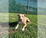 Small #2 Mutt