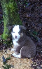 Miniature Australian Shepherd Puppy for sale in SCAPPOOSE, OR, USA