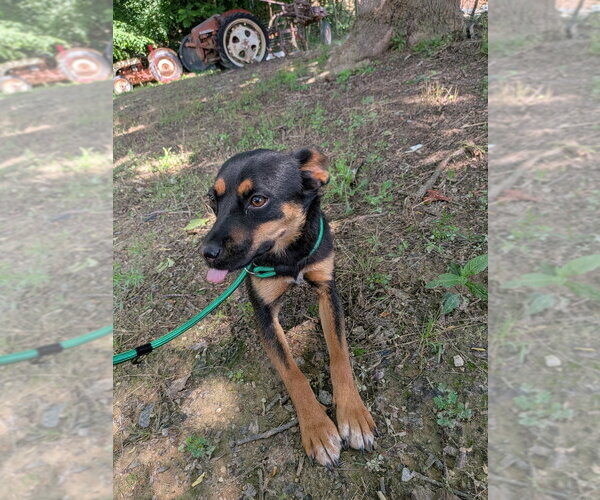 Medium Photo #1 Mutt Puppy For Sale in garner, NC, USA