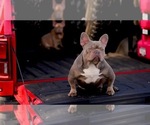 Small Photo #1 French Bulldog Puppy For Sale in RANCHO CORDOVA, CA, USA