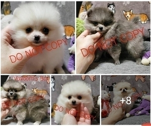 Pomeranian Puppy for sale in DOWNERS GROVE, IL, USA