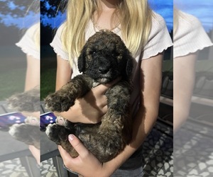 Poodle (Standard) Puppy for sale in WEST PLAINS, MO, USA