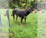 Small #1 Treeing Walker Coonhound