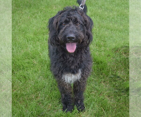Medium Photo #4 Mutt Puppy For Sale in Huntley, IL, USA