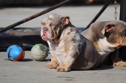 Medium Photo #20 English Bulldog Puppy For Sale in LOS ANGELES, CA, USA
