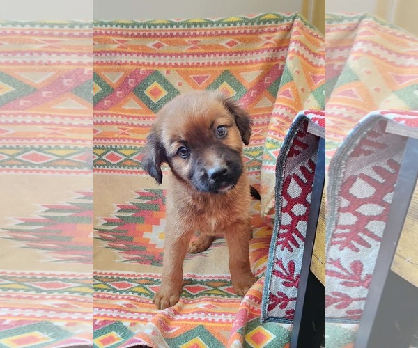 Medium Photo #2 Shepradors Puppy For Sale in SHERBURNE, NY, USA