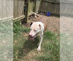 Ariel - Female Siberian Husky-Unknown Mix Dog for Adoption - Photo #10