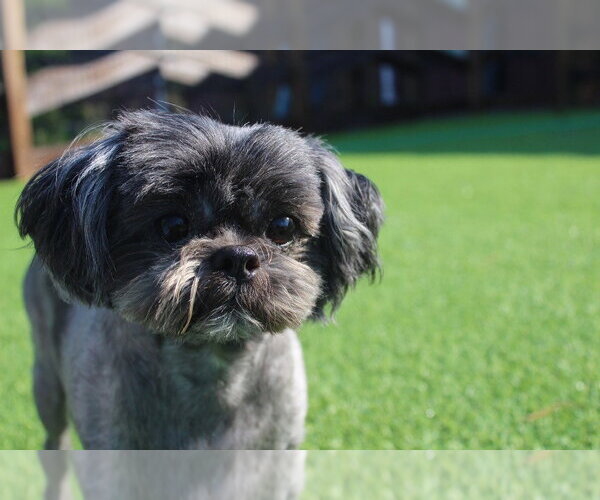 Medium Photo #2 Shih Tzu Puppy For Sale in Chestertown, MD, USA
