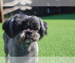 Small #1 Shih Tzu