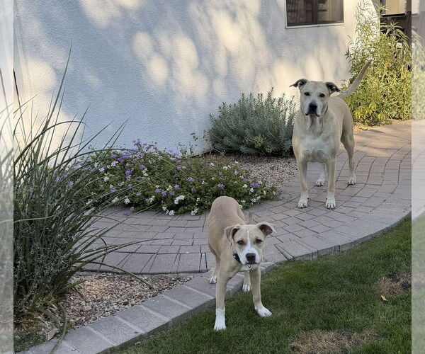 Medium Photo #2 American Pit Bull Terrier-American Staffordshire Terrier Mix Puppy For Sale in Phoenix, AZ, USA