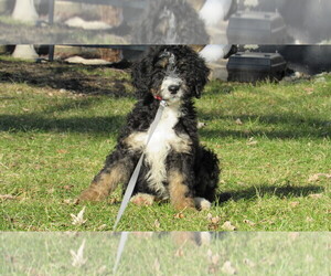 Bernedoodle Puppy for sale in BIG ROCK, IL, USA