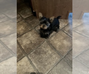 Yorkshire Terrier Puppy for Sale in SALUDA, South Carolina USA
