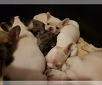 Small Photo #2 French Bulldog Puppy For Sale in BONE CAVE, TN, USA