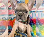 Small Photo #4 French Bulldog Puppy For Sale in HEATHROW, FL, USA