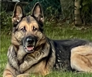 Mother of the German Shepherd Dog puppies born on 07/23/2025