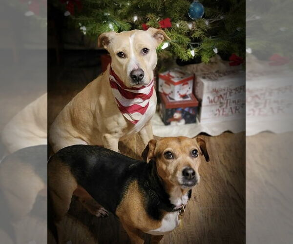 Medium Photo #9 Labrador Retriever-Unknown Mix Puppy For Sale in Rockaway, NJ, USA