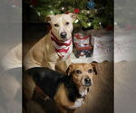 Small #8 Labrador Retriever Mix