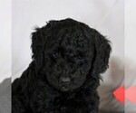 Small Photo #3 Poodle (Miniature) Puppy For Sale in NARVON, PA, USA