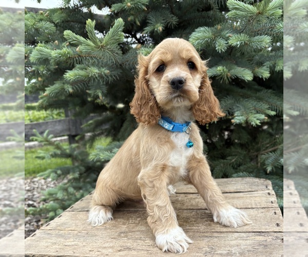 Medium Photo #3 Cocker Spaniel Puppy For Sale in MIDDLEBURY, IN, USA
