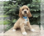 Small #2 Cocker Spaniel